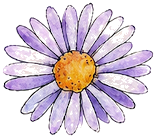 Aster
